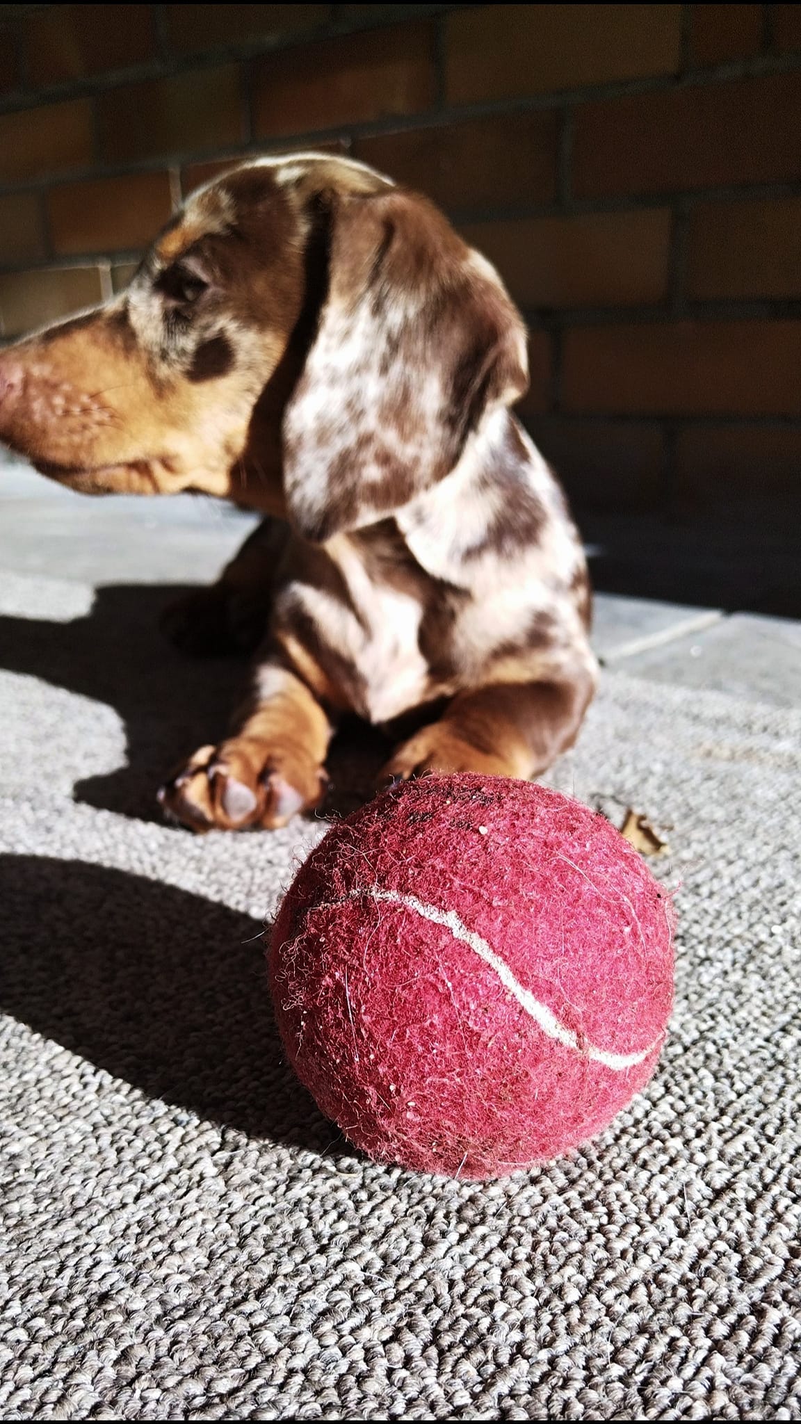 293440261_145990351425350_8273782796088660012_n